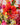 Kunstboeket met vaas | Colourful Love | Middel | roze vaas | Hoge kwaliteit kunstbloemen | LOVÍY