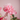 Zijden bloem | Pioenroos | Detailfoto | LOVÍY