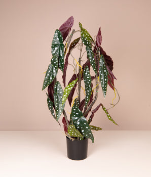 Kunstplant | Stippenplant - Begonia maculata - 75 cm