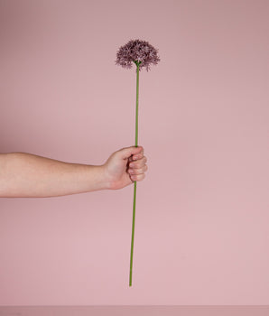 Zijden bloem | Allium | Lovíy