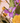 Delphinium - paars | 85 cm | Zijden bloem | Kunstbloem | Detailfoto