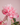 Zijden bloem | Pioenroos | Detailfoto | LOVÍY