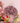 Zijden bloem | Allium | Detailfoto | Lovíy 